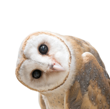 Owl 4